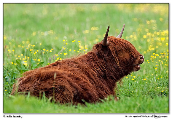 Highland cattle (Schotse Hooglander) at the Zouweboezen near Ameide.