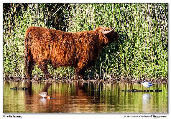 Highland cattle (Schotse Hooglander) at the Zaans Rietveld near Alphen aan den Rijn
