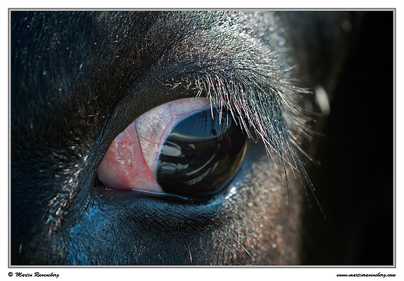 Eye of a Holstein-Friesian cow at the Zaans Rietveld near Alphen aan den Rijn