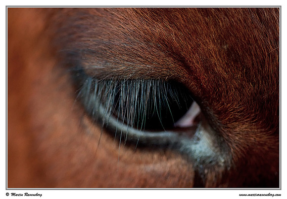 Eye of a Kempens rood-bont cow at the Zaans Rietveld near Alphen aan den Rijn