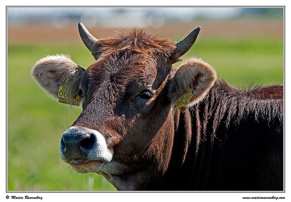 Jersey cow near Hazerswoude in the meadow birds reserve De Wilck