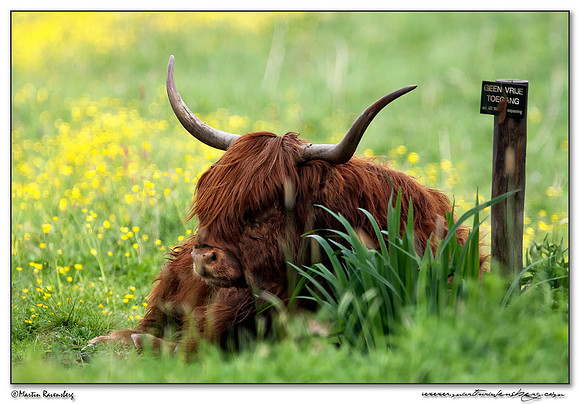 Highland cattle (Schotse Hooglander) at the Zouweboezen near Ameide.