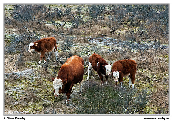 Cows at the Amsterdamse Waterleiding Duinen