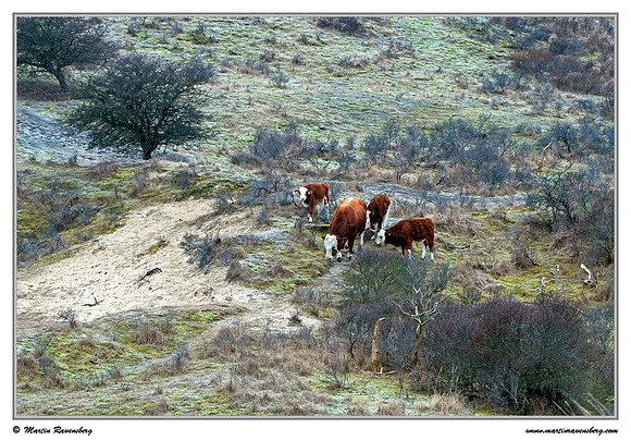 Cows at the Amsterdamse Waterleiding Duinen
