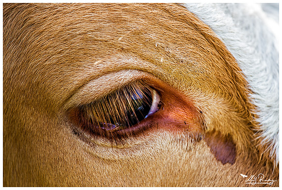 Eye of a Kempens rood-bont cow near Zoeterwoude-Rijndijk