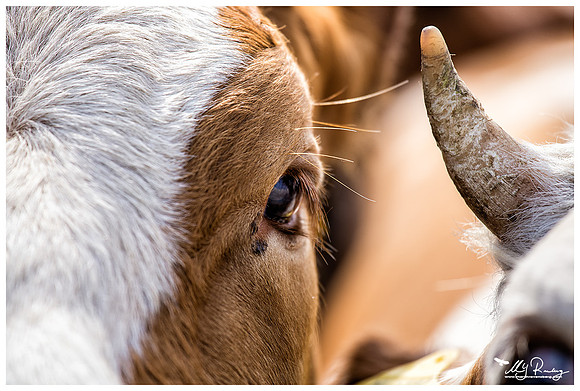 Eye of a Kempens rood-bont cow near Zoeterwoude-Rijndijk