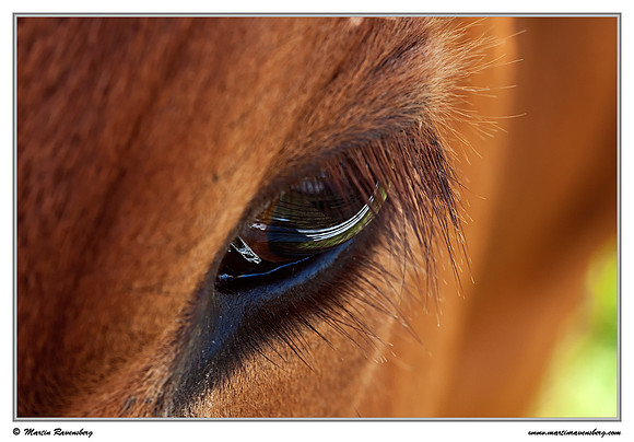 Eye of a Kempens rood-bont cow at the Zaans Rietveld near Alphen aan den Rijn