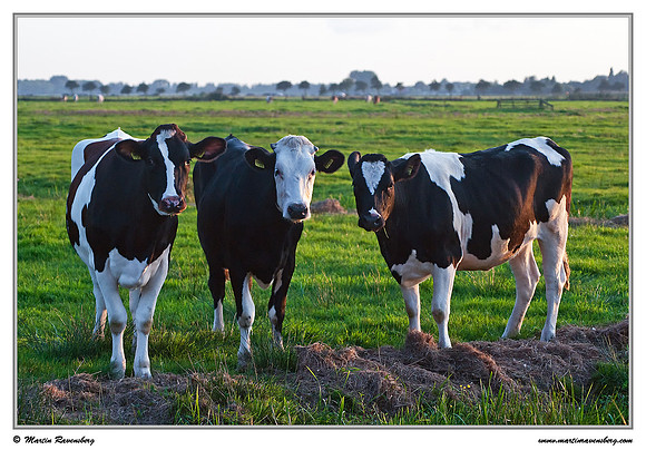 Holstein-Friesian cow near Hazerswoude in the meadow birds reserve De Wilck