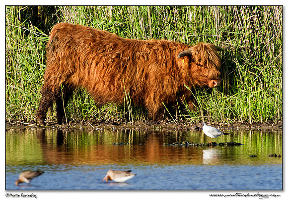 Highland cattle (Schotse Hooglander) at the Zaans Rietveld near Alphen aan den Rijn
