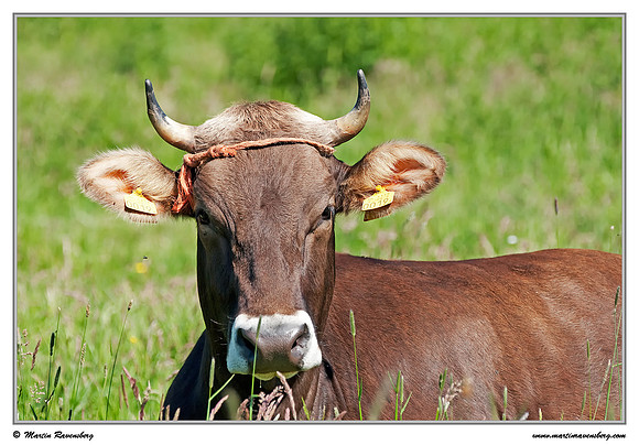 Jersey cow near Hazerswoude in the meadow birds reserve De Wilck