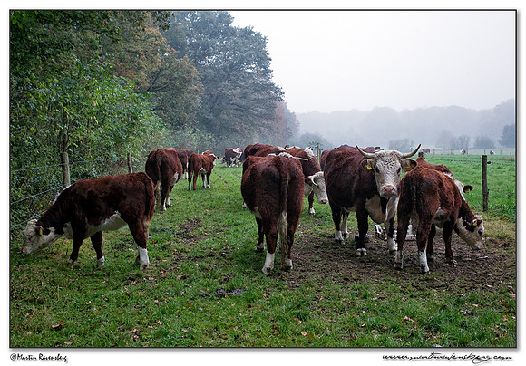 Hereford at the  Veluwe Zoom National Park