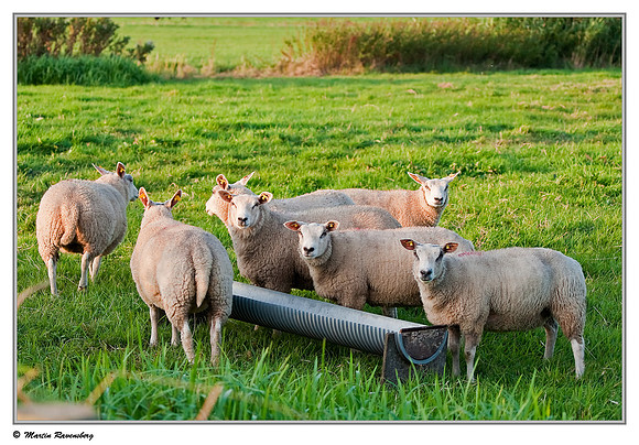 Swifter sheep near Hazerswoude in the meadow birds reserve De Wilck