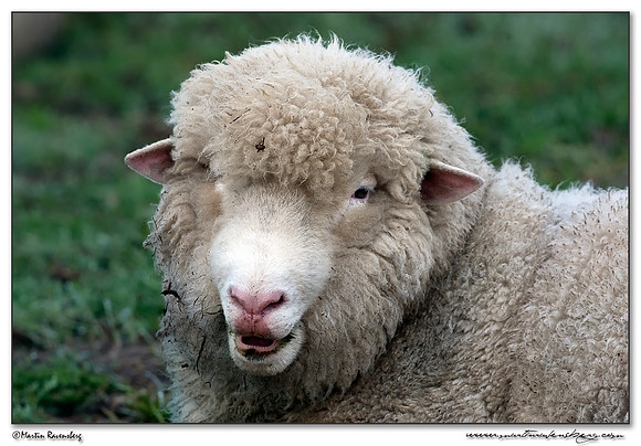 Poll Merino Sheep (Merino Schaap) at the National Landscape Arkemheem-Eemland