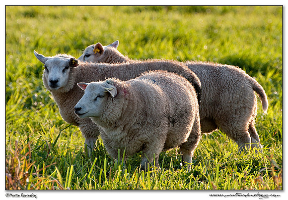 Swifter sheep near Hazerswoude in the meadow birds reserve De Wilck