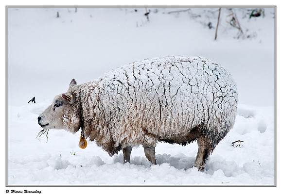Swifter sheep near Hazerswoude