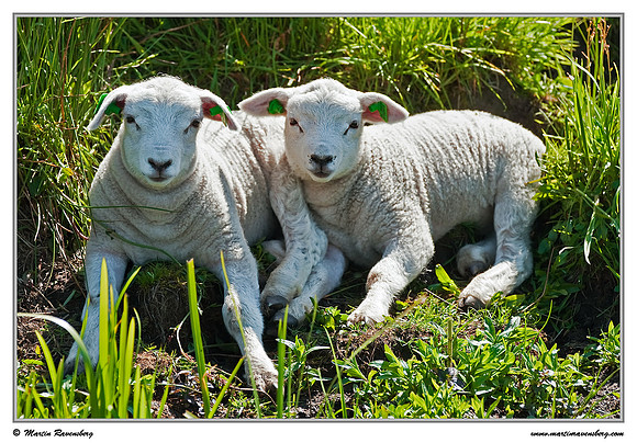 Swifter sheep near Hazerswoude in the meadow birds reserve De Wilck