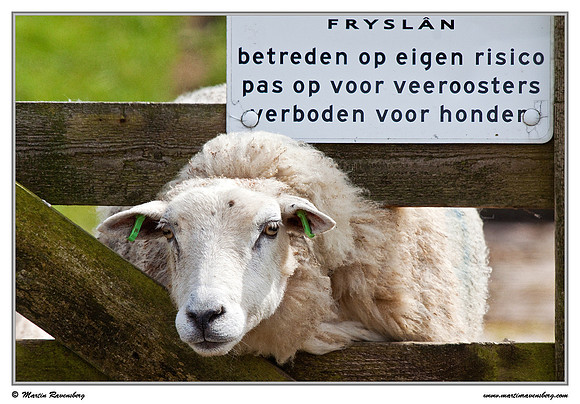 Swifter sheep at the island Terschelling in the Wadden Sea