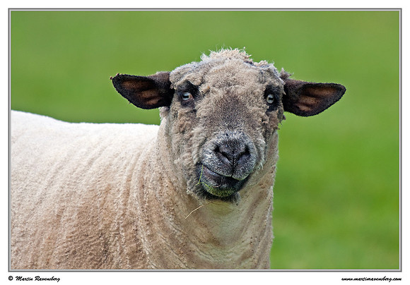 Hampshire Down sheep at the island Terschelling in the Wadden Sea