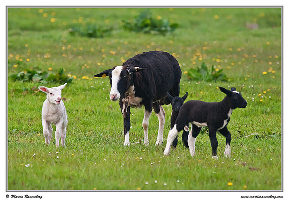 Zwartbles sheep at the island Terschelling in the Wadden Sea