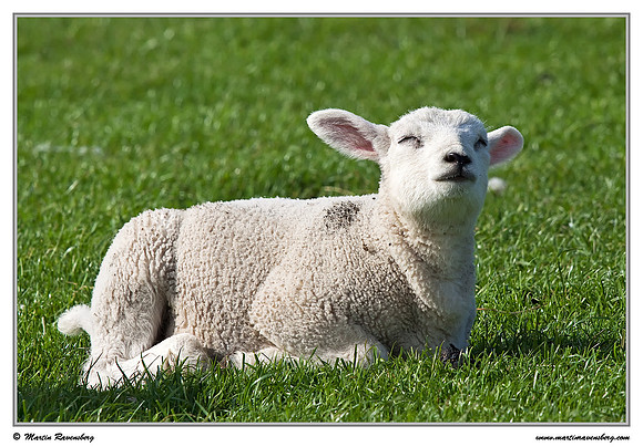 Swifter sheep at the island Terschelling in the Wadden Sea