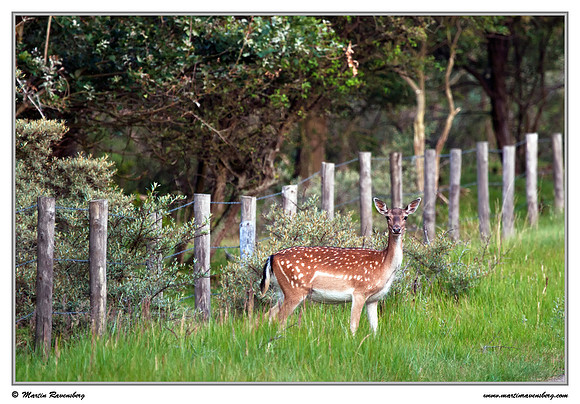 Fallow Deer (Damhert) at the Amsterdamse Waterleiding Duinen Nature Reserve