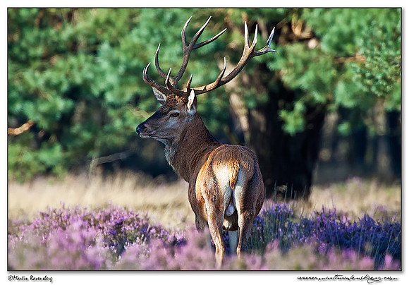 Red Deer / Edelhert at the Hoge Veluwe National Park