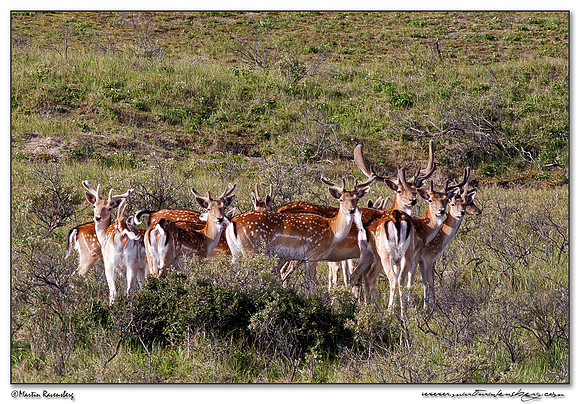 Fallow Deer (Damhert) at the Amsterdamse Waterleiding Duinen Nature Reserve