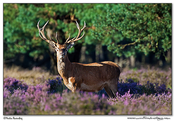 Red Deer / Edelhert at the Hoge Veluwe National Park