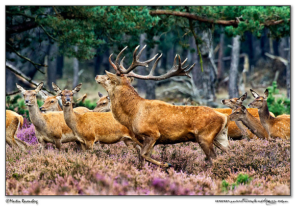 Red Deer / Edelhert at the Hoge Veluwe National Park