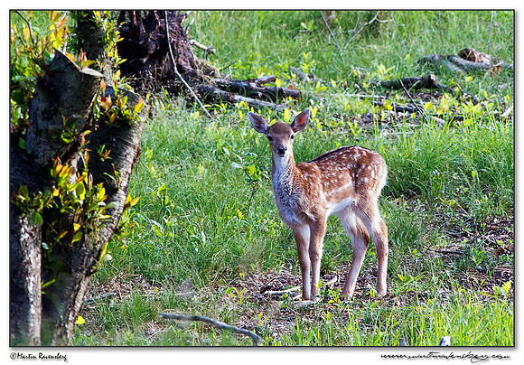 Fallow Deer (Damhert) at the Amsterdamse Waterleiding Duinen Nature Reserve