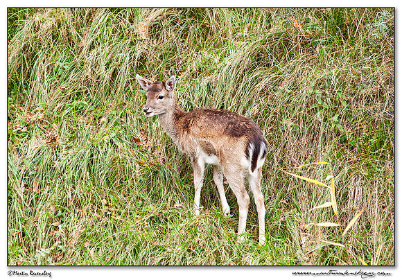 Fallow Deer (Damhert) at the Amsterdamse Waterleiding Duinen Nature Reserve