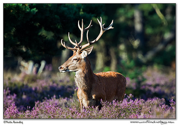 Red Deer / Edelhert at the Hoge Veluwe National Park