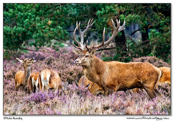 Red Deer / Edelhert at the Hoge Veluwe National Park