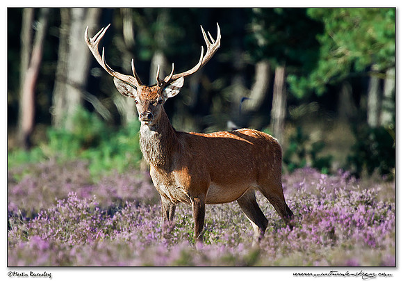 Red Deer / Edelhert at the Hoge Veluwe National Park