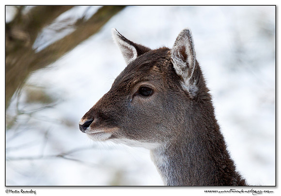 Fallow Deer (Damhert) at the Amsterdamse Waterleiding Duinen Nature Reserve