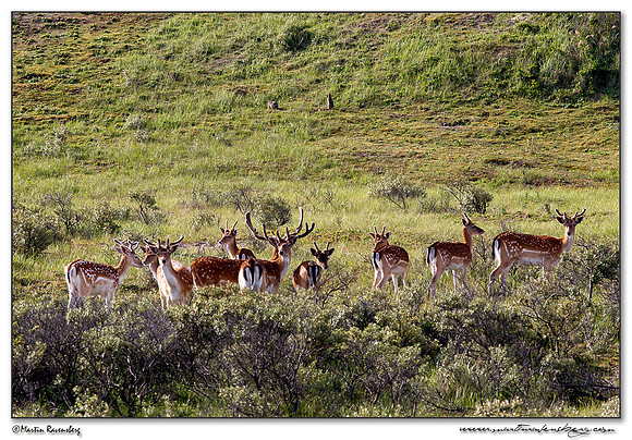 Fallow Deer (Damhert) at the Amsterdamse Waterleiding Duinen Nature Reserve
