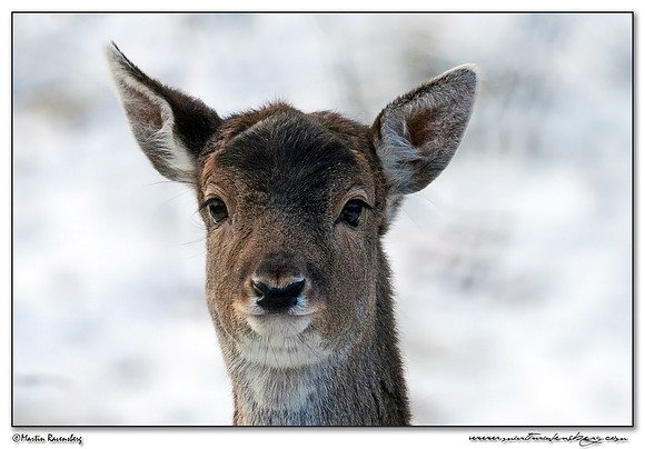 Fallow Deer (Damhert) at the Amsterdamse Waterleiding Duinen Nature Reserve