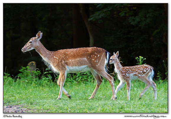 Fallow Deer (Damhert) at the Amsterdamse Waterleiding Duinen Nature Reserve