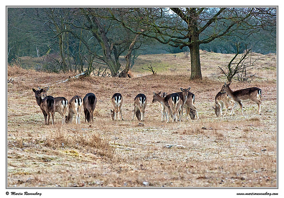 Fallow Deer (Damhert) at the Amsterdamse Waterleiding Duinen