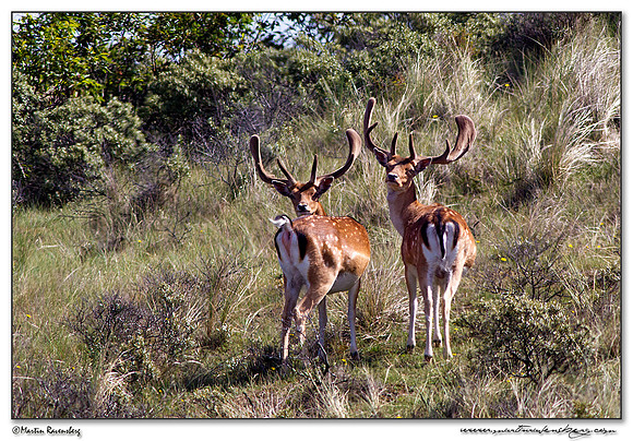 Fallow Deer (Damhert) at the Amsterdamse Waterleiding Duinen Nature Reserve