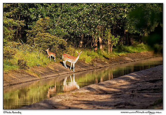 Fallow Deer (Damhert) at the Amsterdamse Waterleiding Duinen Nature Reserve