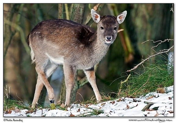 Fallow Deer (Damhert) at the Amsterdamse Waterleiding Duinen Nature Reserve
