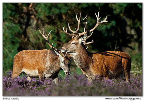 Red Deer / Edelhert at the Hoge Veluwe National Park