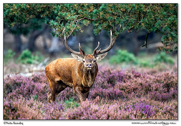 Red Deer / Edelhert at the Hoge Veluwe National Park