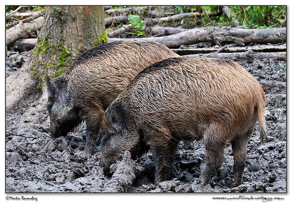 Wild Boar (Wild Zwijn) at the Nature Park Lelystad