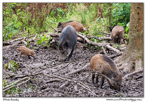 Wild Boar (Wild Zwijn) at the Nature Park Lelystad