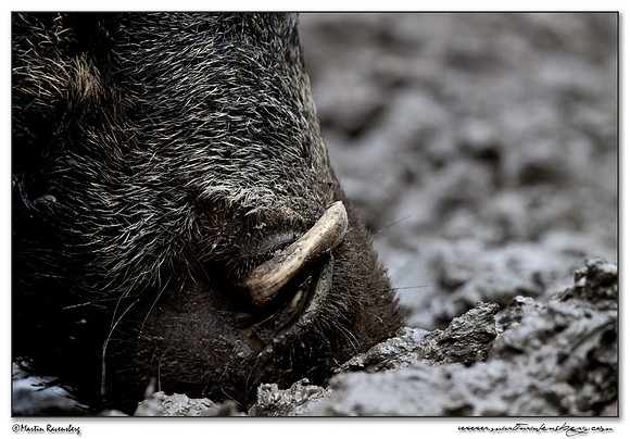 Wild Boar (Wild Zwijn) at the Nature Park Lelystad