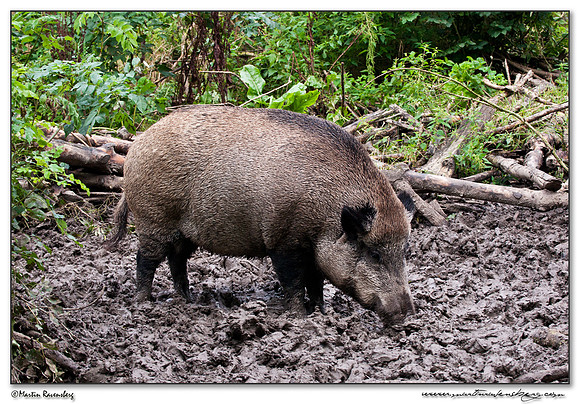 Wild Boar (Wild Zwijn) at the Nature Park Lelystad