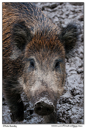 Wild Boar (Wild Zwijn) at the Nature Park Lelystad