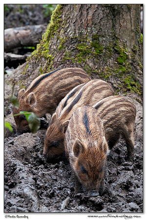 Wild Boar (Wild Zwijn) at the Nature Park Lelystad